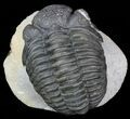 Bumpy Drotops Trilobite - Nice Preperation #55972-2